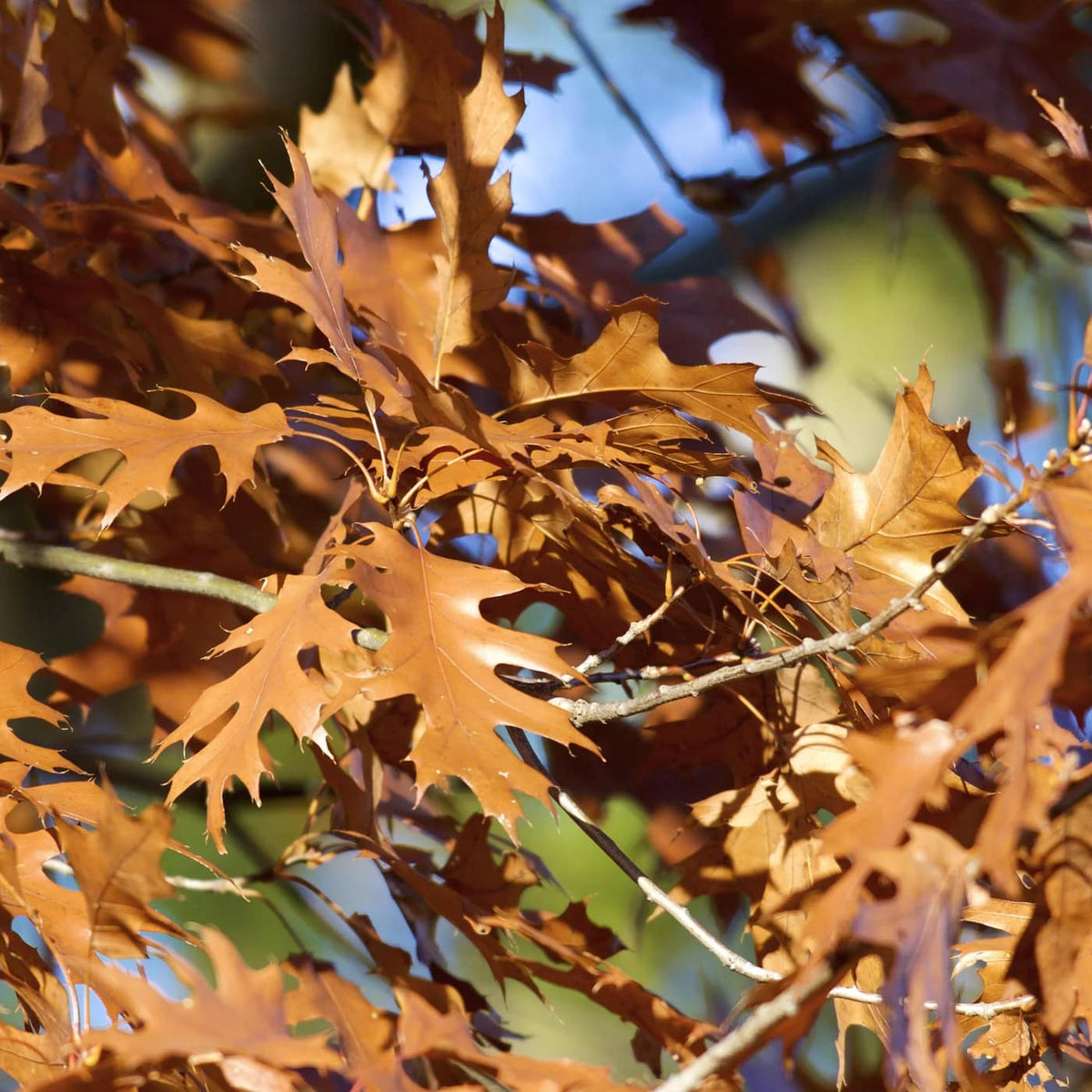 Black Oak Leaves