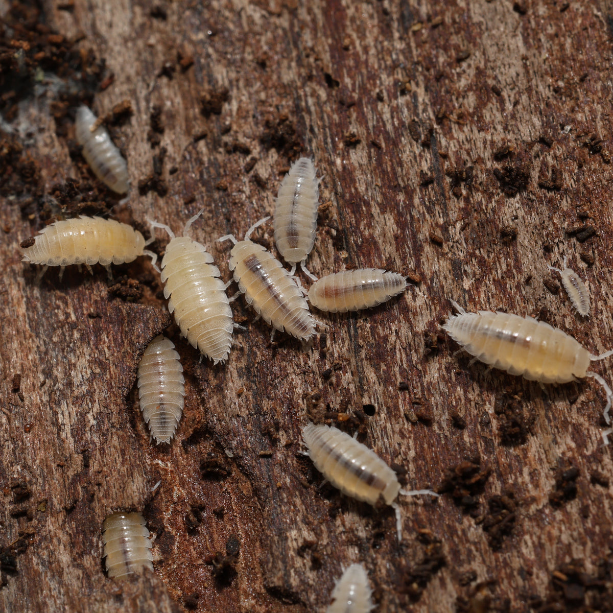 Small insects on a textured brown surface