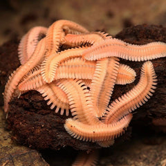 Brachycybe lecontii Millipede