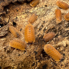 Cubaris Sp Orange Tiger Surat Thani