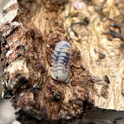 Tropical Isopods