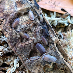 Porcellio Sp. Incanus 10