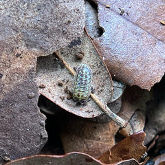 Armadillidium Versicolor Ceska