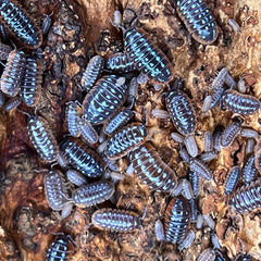 Armadillidium Klugii Slano