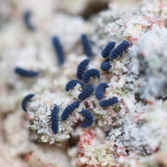 Collembola Sp. Indigo Blue Springtail Springtails