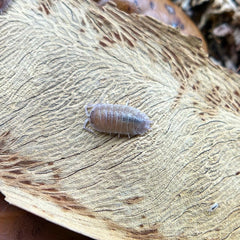 Porcellio Sp. Incanus