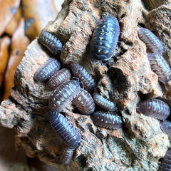 Armadillidium Depressum 50