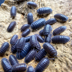 Armadillidium C.f. Pallasii