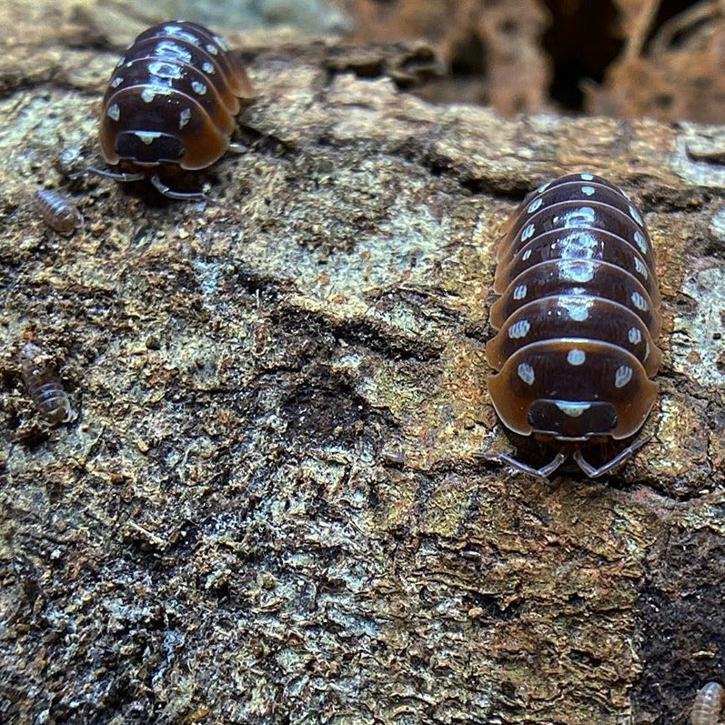 Armadillidium Klugii Dubrovnik