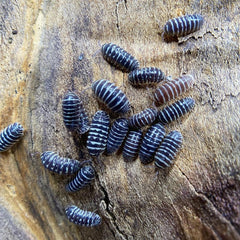 Armadillidium Maculatum Zebra