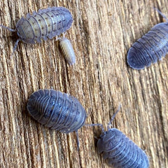 Armadillidium Peraccae