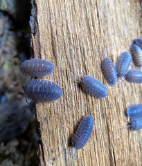 Armadillidium Peraccae