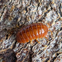 Armadillidium Orange Vigor