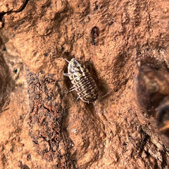 Armadillidium Versicolor Ceska