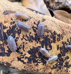 Porcellio Sp. Incanus 20