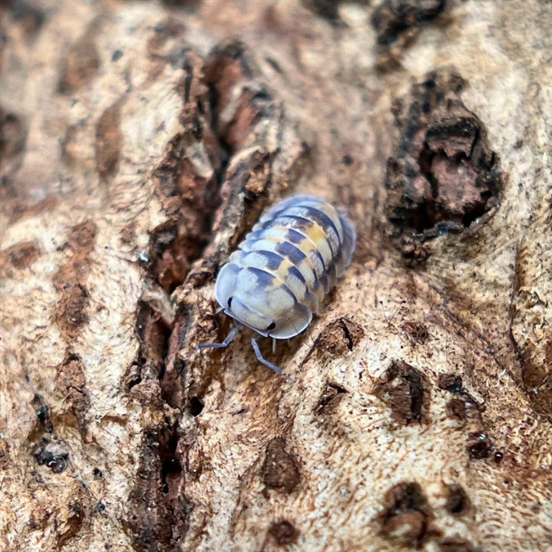 Cubaris Sp. "Opal"