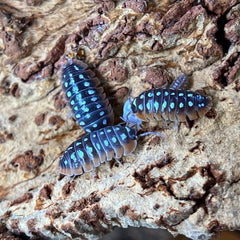 Armadillidium Klugii Slano