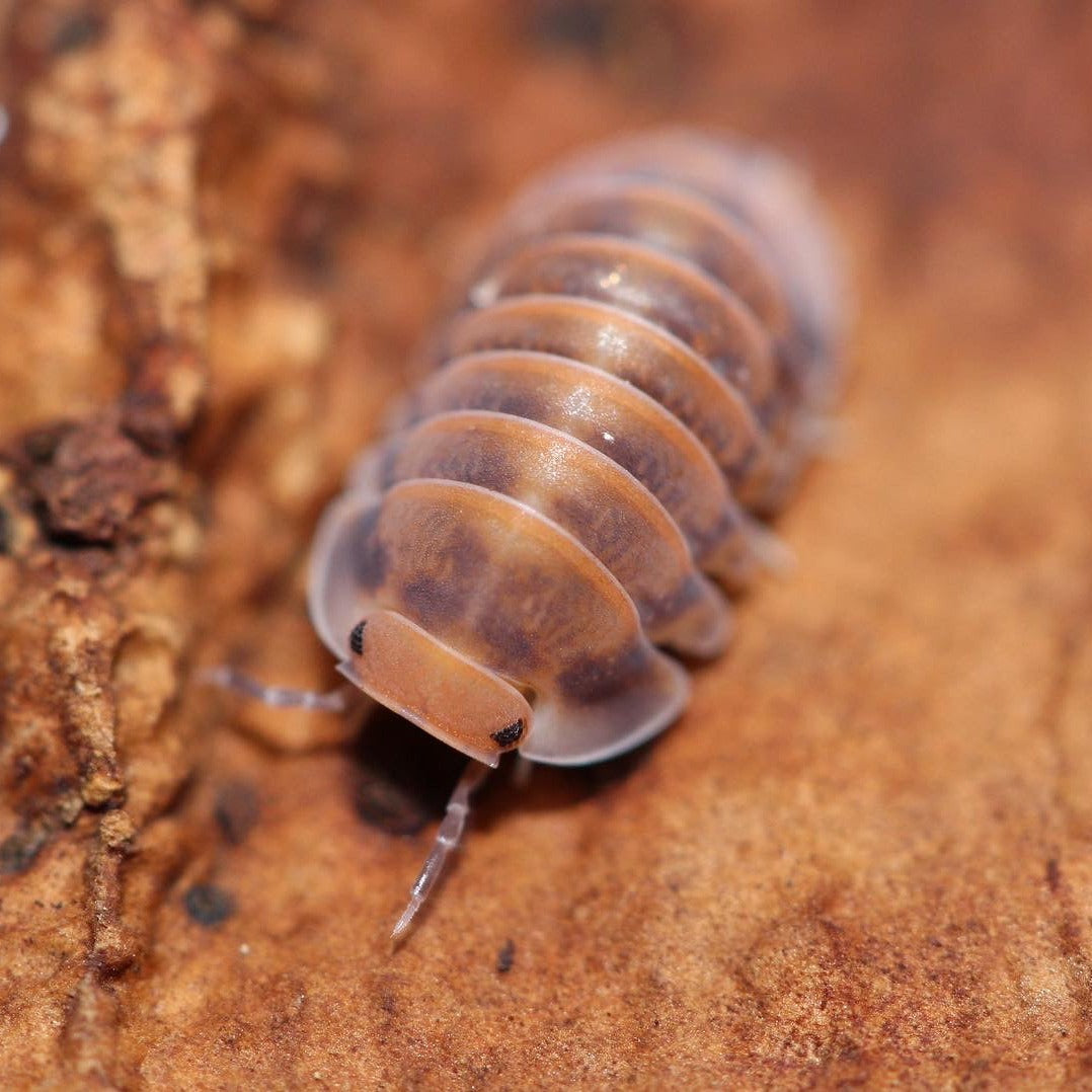 Cubaris Sp. Red Pak Chong Cubaris