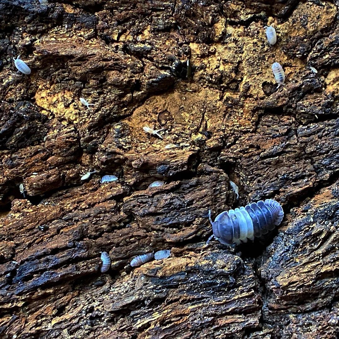 Cubaris Sp. Panda King
