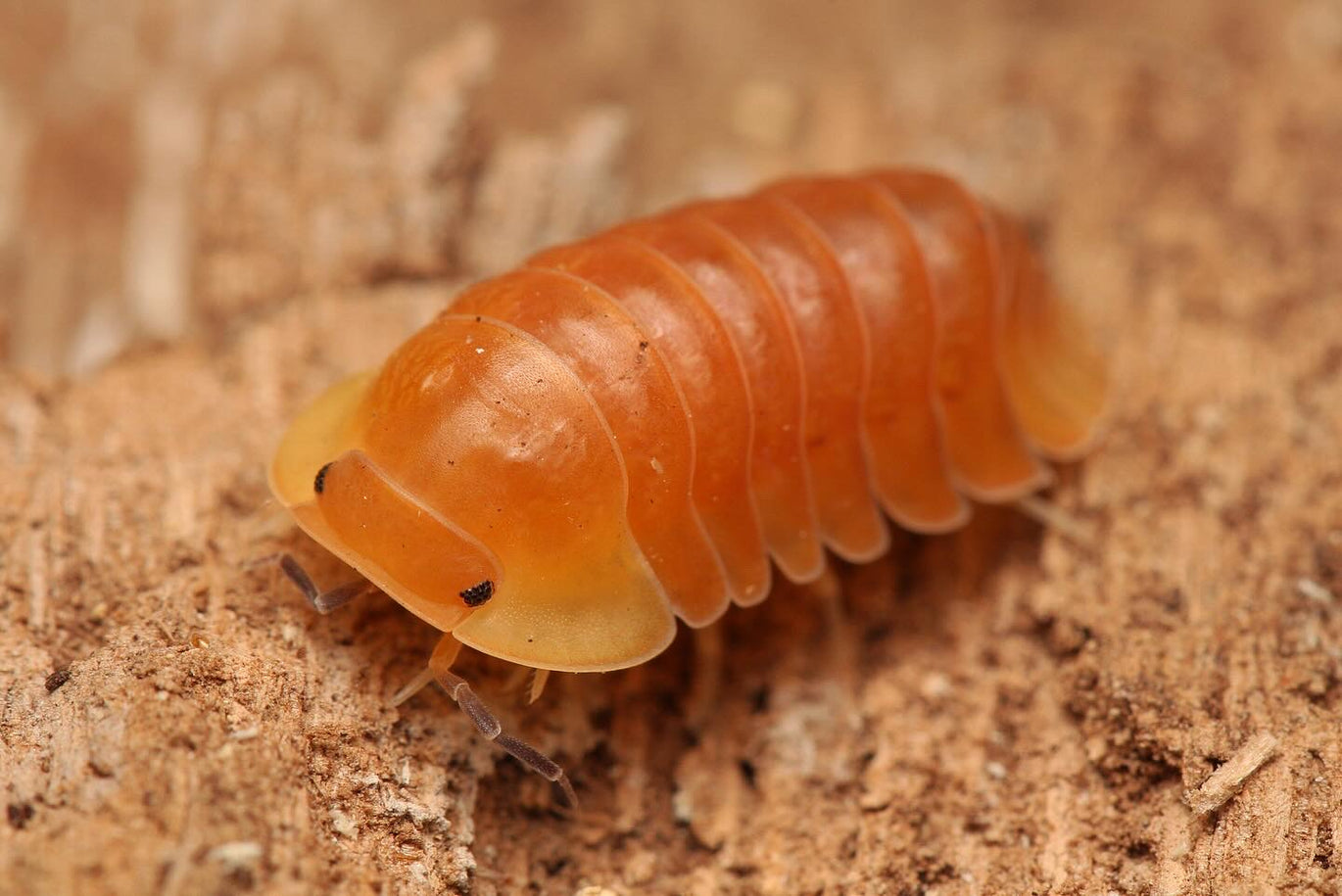 Cubaris sp. Soil 5匹 ダンゴムシ
