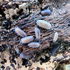 Porcellio Sp. Incanus 5