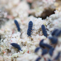 Collembola Sp. Indigo Blue Springtail Springtails