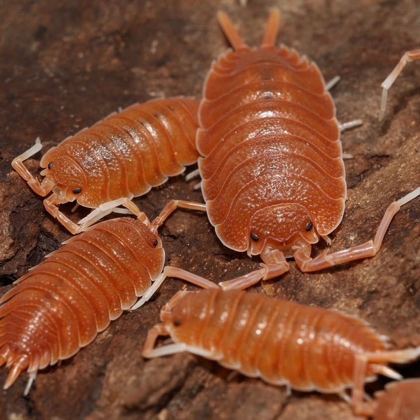 Porcellio magnificus