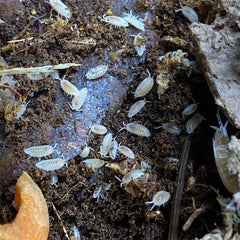 Dwarf Tropical White Isopods - Trichorhina tomentosa