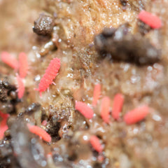 Lobella Cf Thai Red Springtails