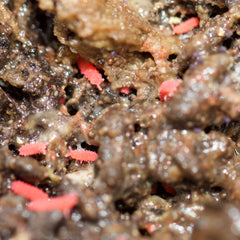 Lobella Cf Thai Red Springtails