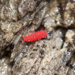 Lobella Cf Thai Red Springtails