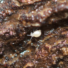 Arrhopalitidae Sp. White Globular Springtail Springtails