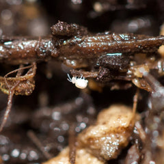 Arrhopalitidae Sp. White Globular Springtail Springtails