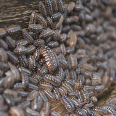Armadillidium Klugii Dubrovnik