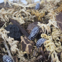 Armadillidium Maculatum Zebra