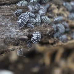 Armadillidium Maculatum Zebra