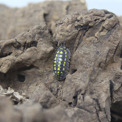 Armadillidium Gestroi