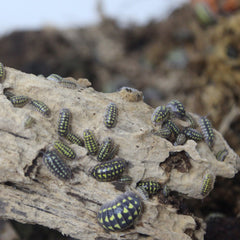 Armadillidium Gestroi 50