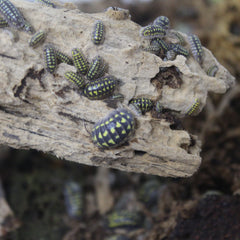 Armadillidium Gestroi 25