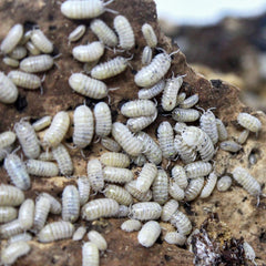 Armadillidium Vulgare Japanese Magic Potion