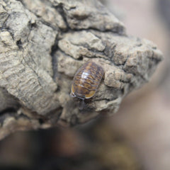 Cubaris Sp. "Red Tiger"