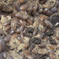 Porcellio Leavis Wild