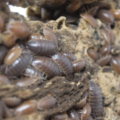 Porcellio Leavis Wild