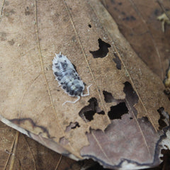 Oniscus Asellus Mardi Gras Dalmatian