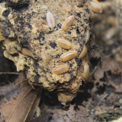 Oniscus Asellus Maple B.c Canada