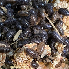 Armadillidium Vulgare Hidden Lake