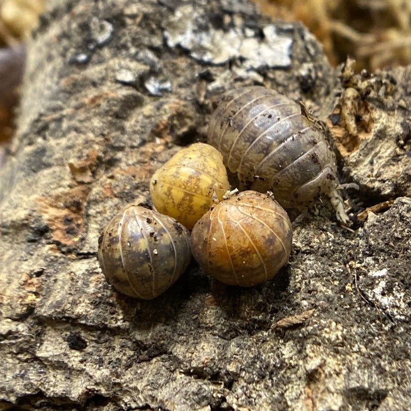 Helleria Brevecornis