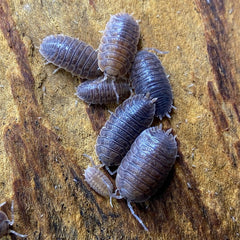 Porcellio Dilatatus Giant Canyon