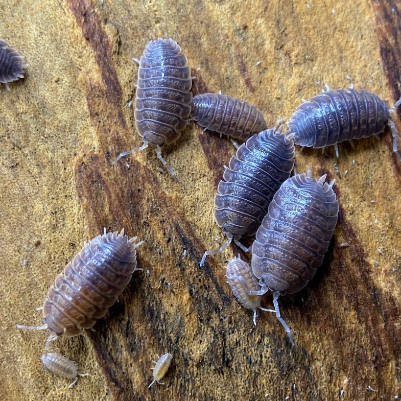Porcellio Isopods For Sale – Tropical Isopods
