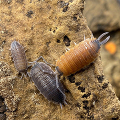 Porcellio Silvestri